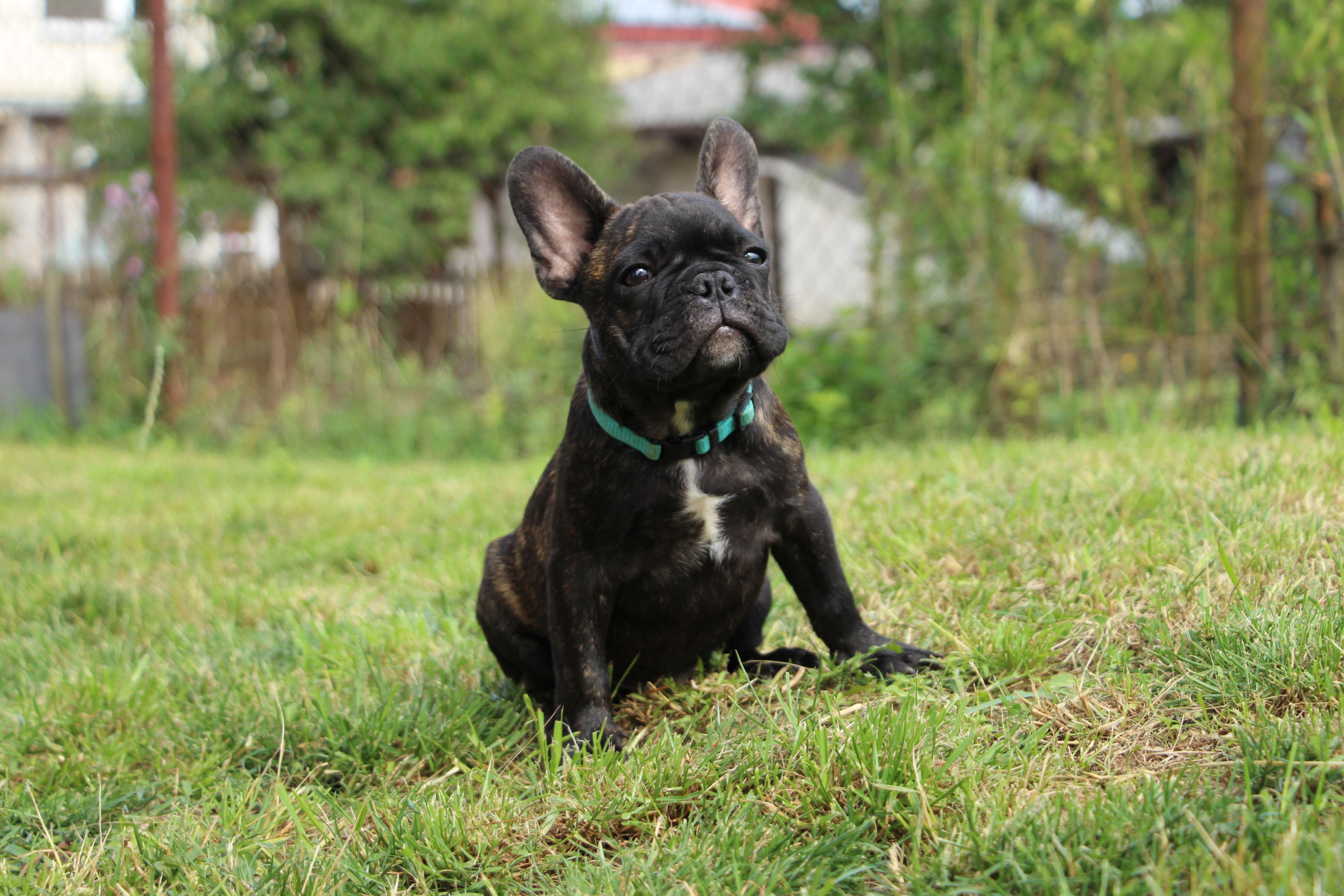 <svg class='blue'></svg> <b>Marrel</b> <svg class='blue'></svg>